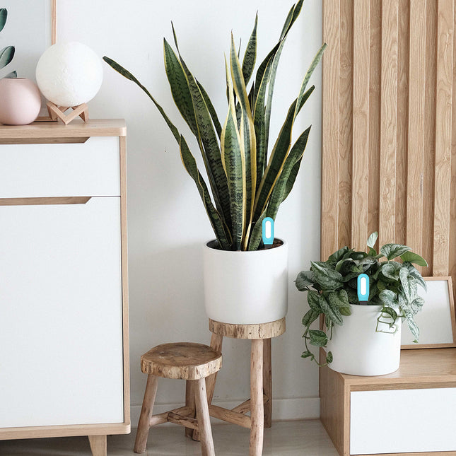 Bluetooth Soil Tester - Smart Garden Moisture & Temp Monitor